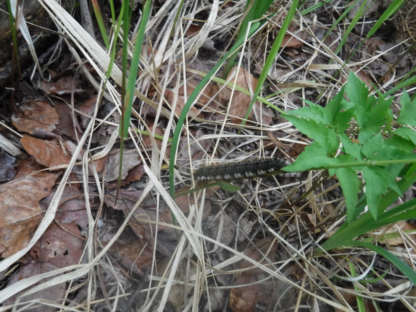 DSCF1667.JPG