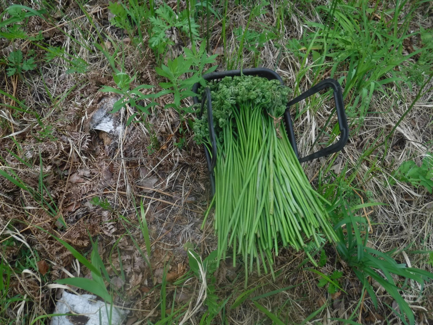 DSCF1669.JPG