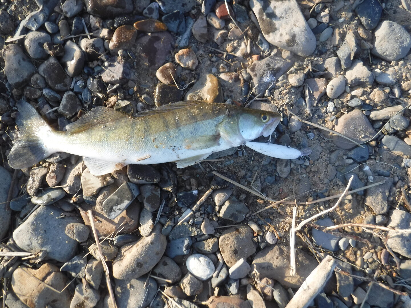 DSCF1671.JPG