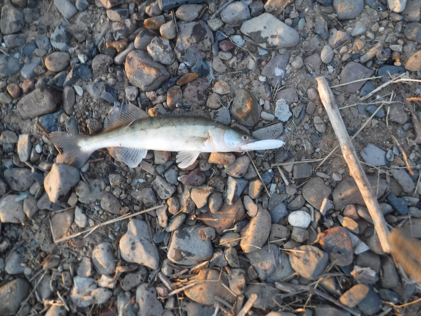 DSCF1672.JPG