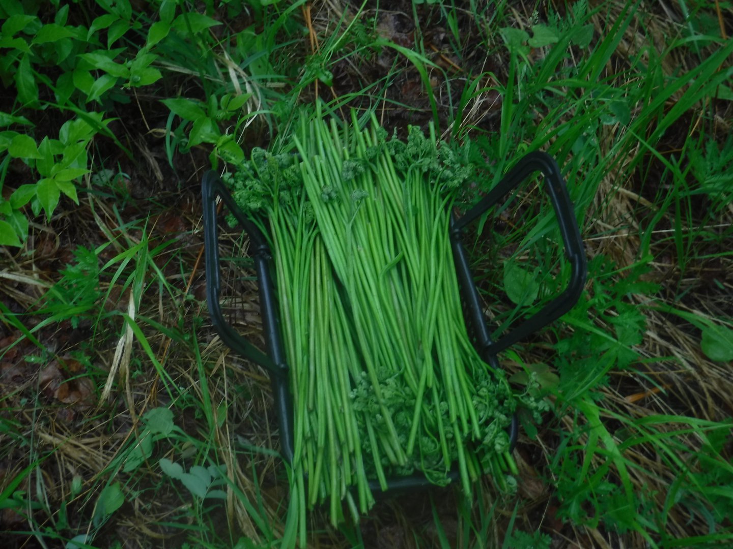 DSCF1676.JPG