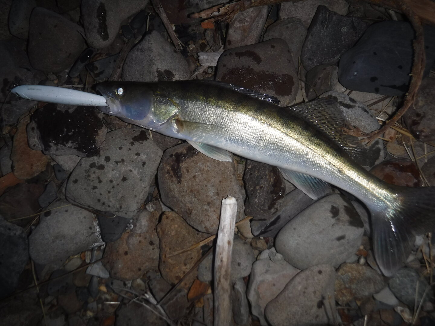 DSCF1679.JPG