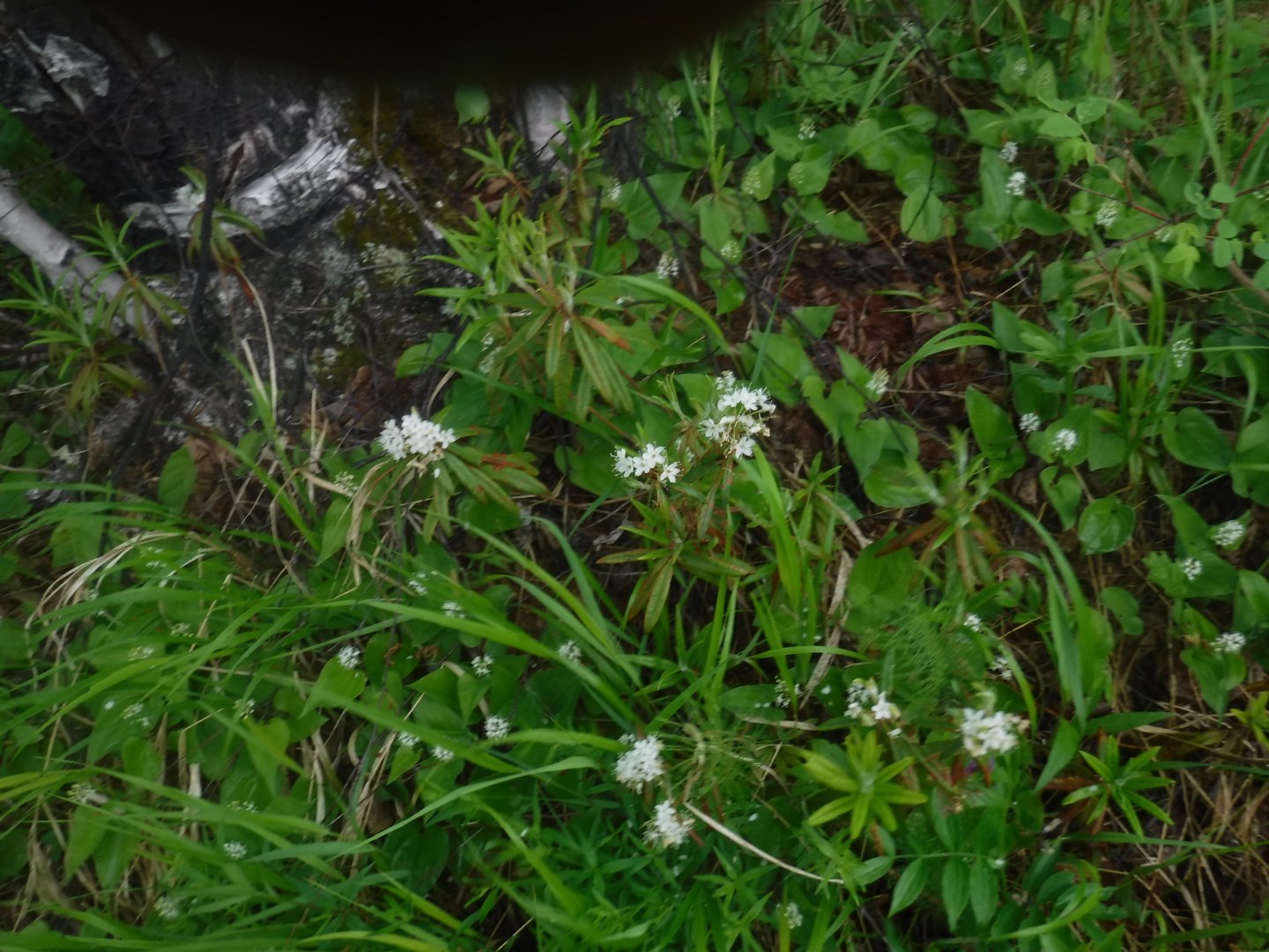 DSCF1680.JPG