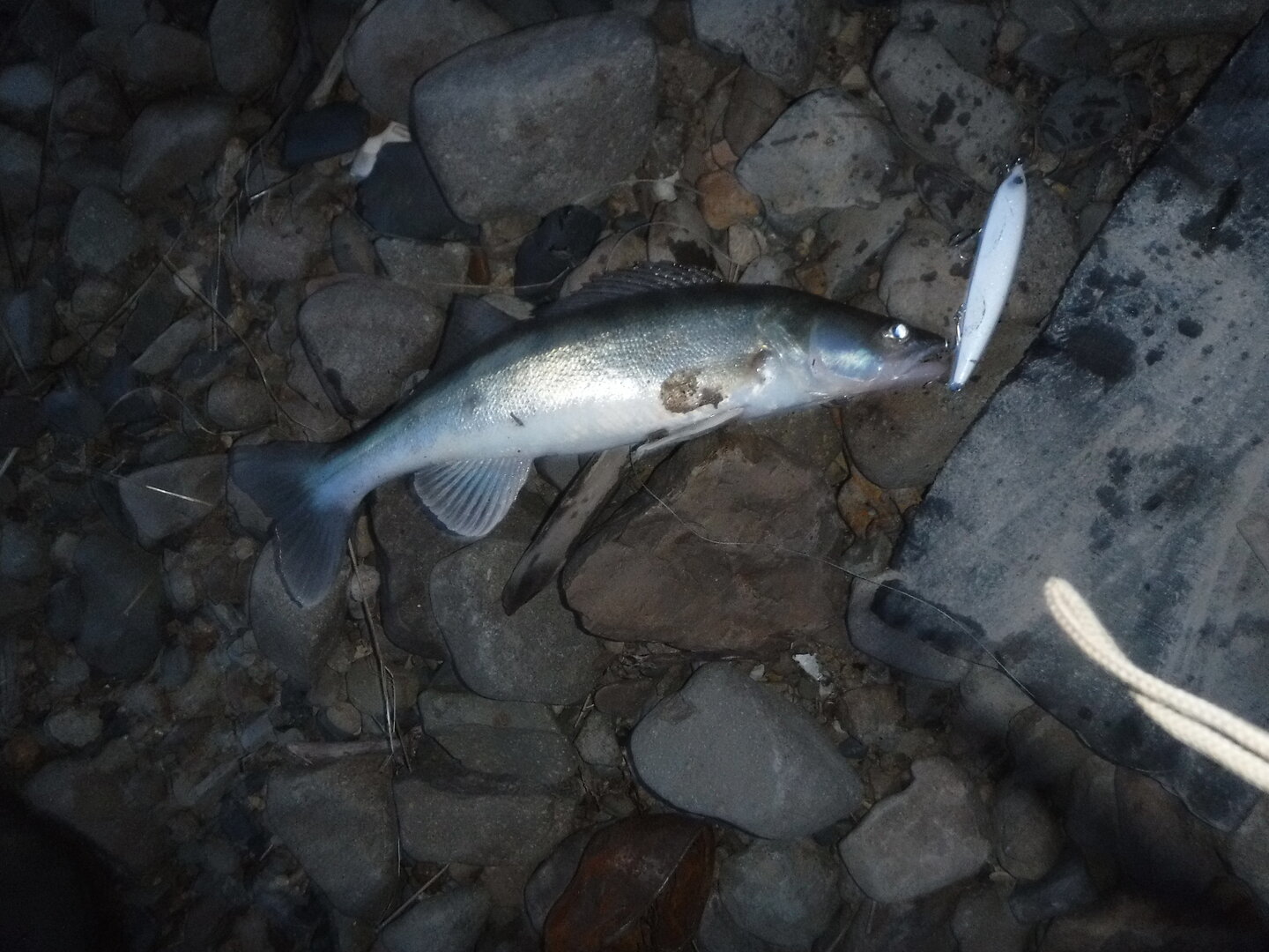 DSCF1680.JPG