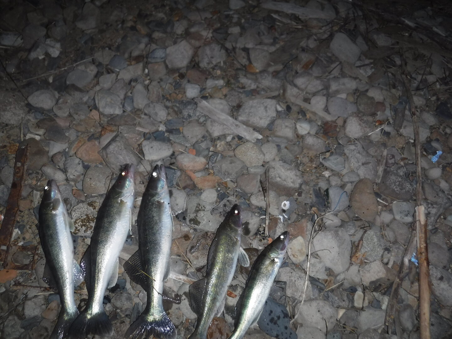 DSCF1681.JPG