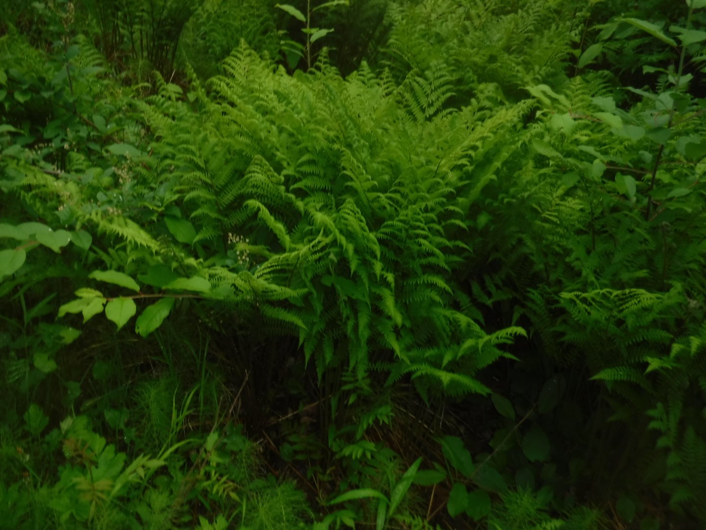 DSCF1704.JPG