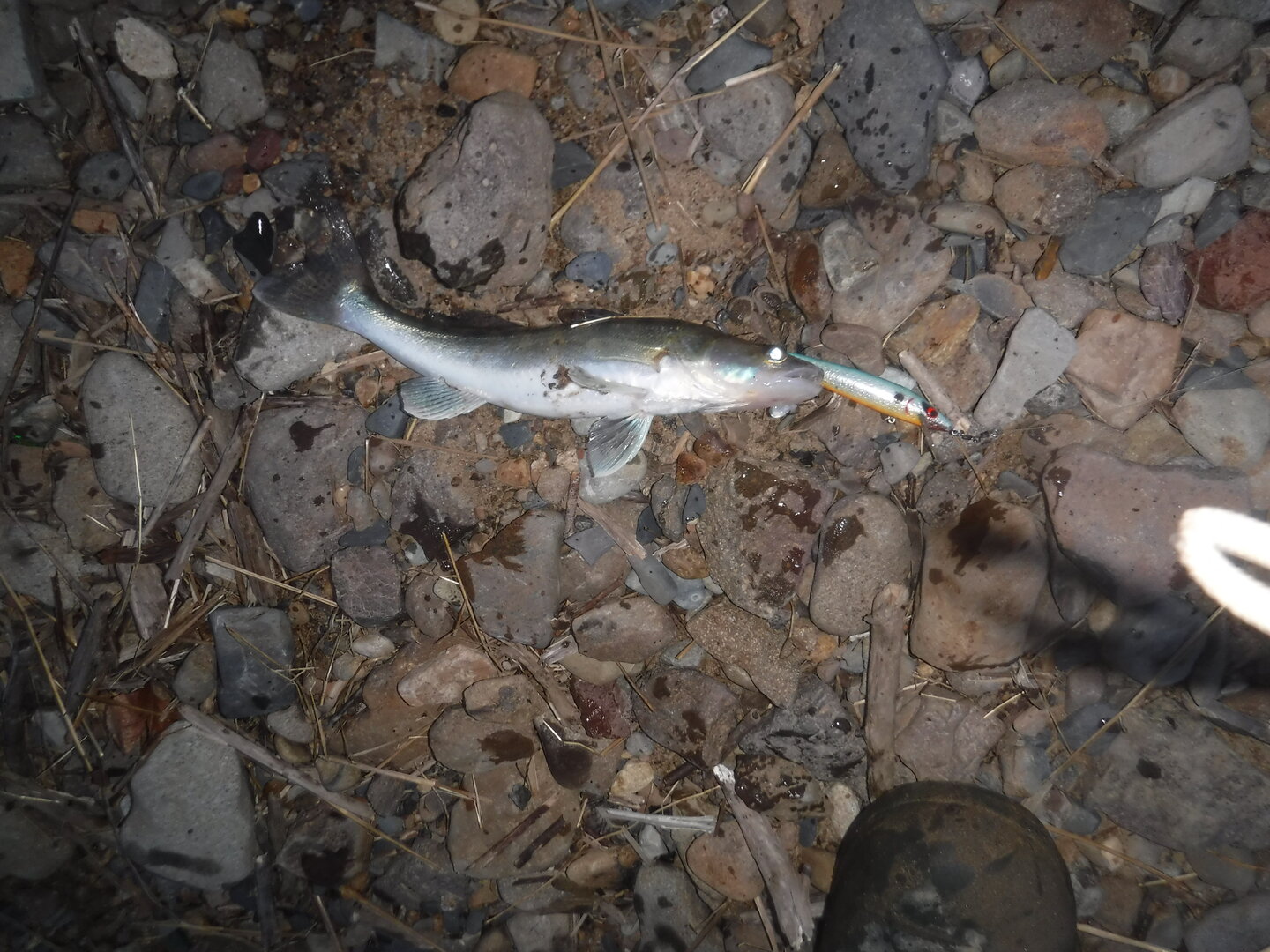 DSCF1706.JPG