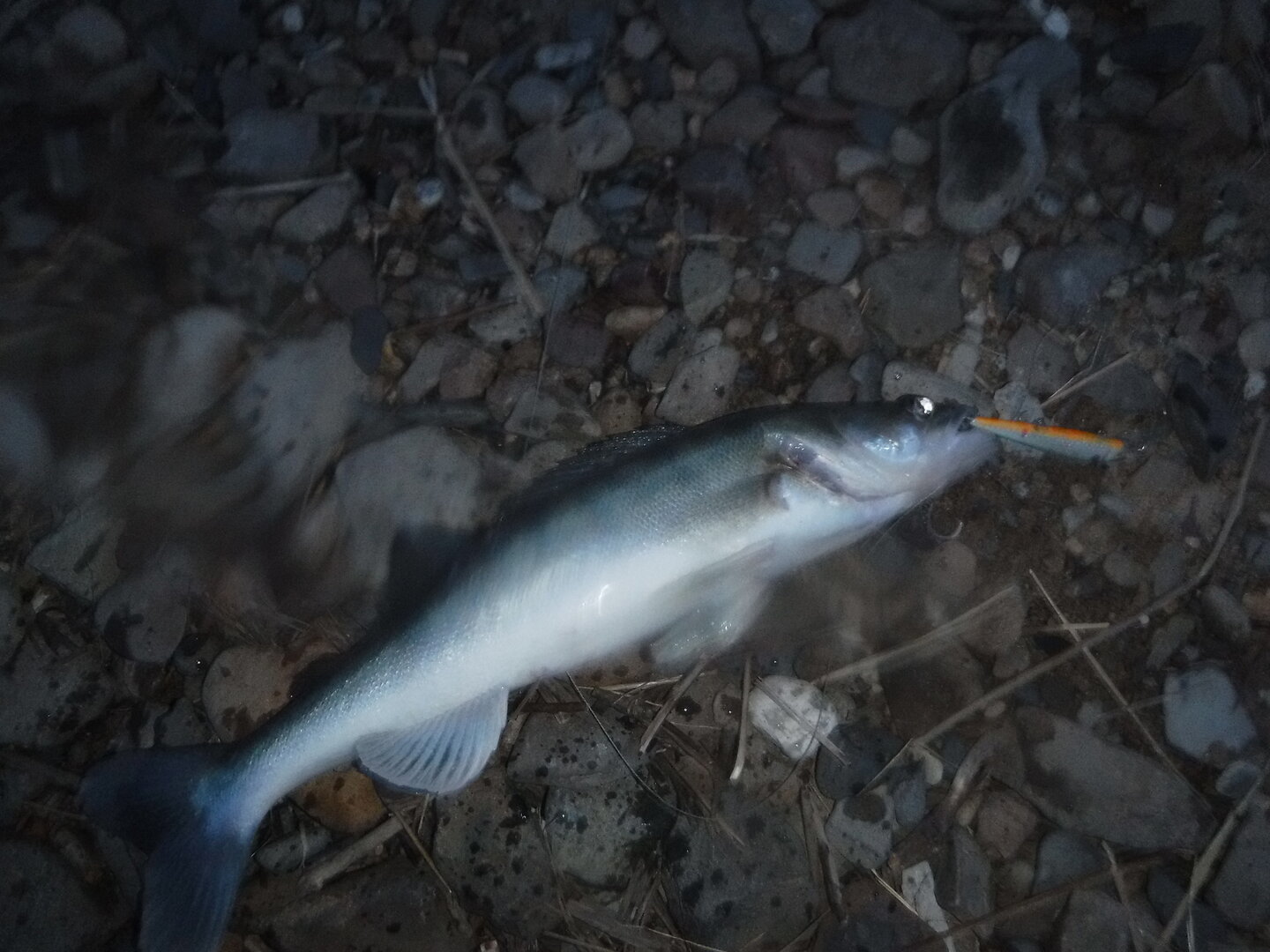DSCF1708.JPG
