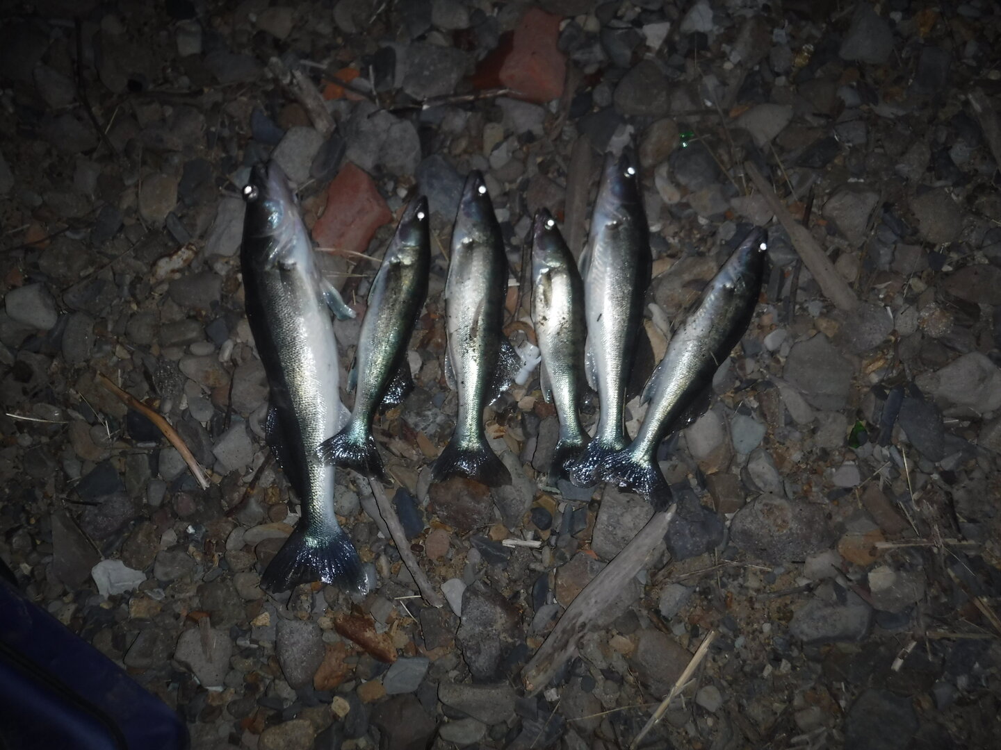 DSCF1709.JPG