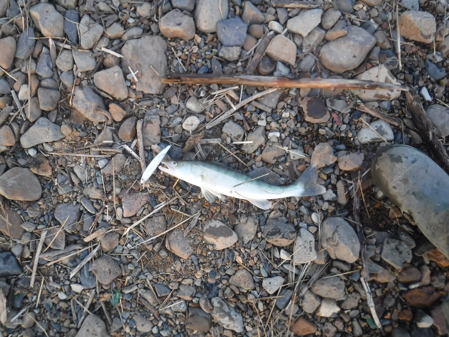 DSCF1715.JPG