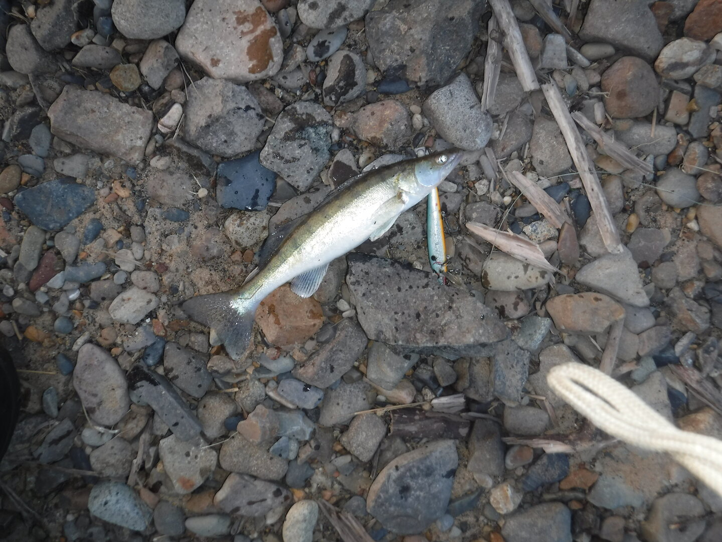 DSCF1716.JPG