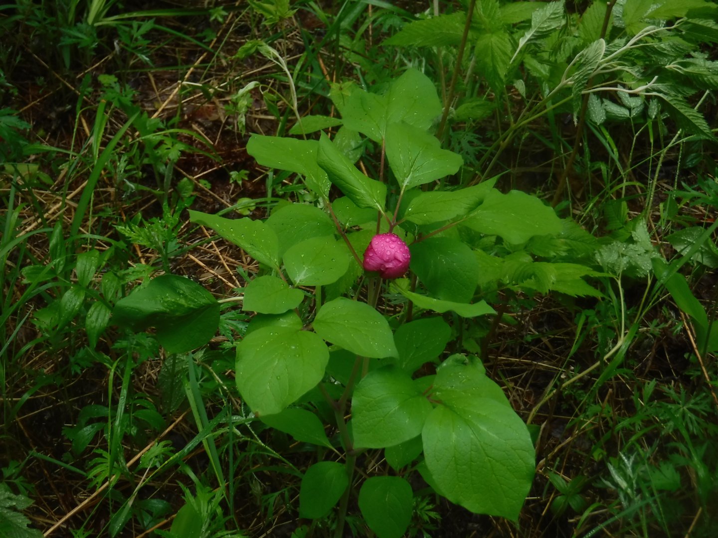 DSCF1717.JPG