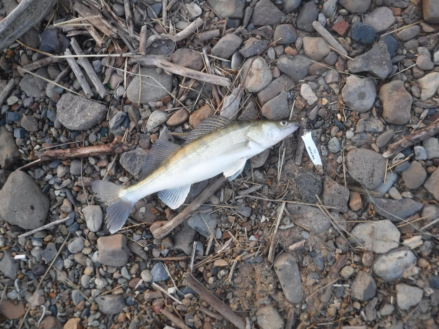 DSCF1720.JPG