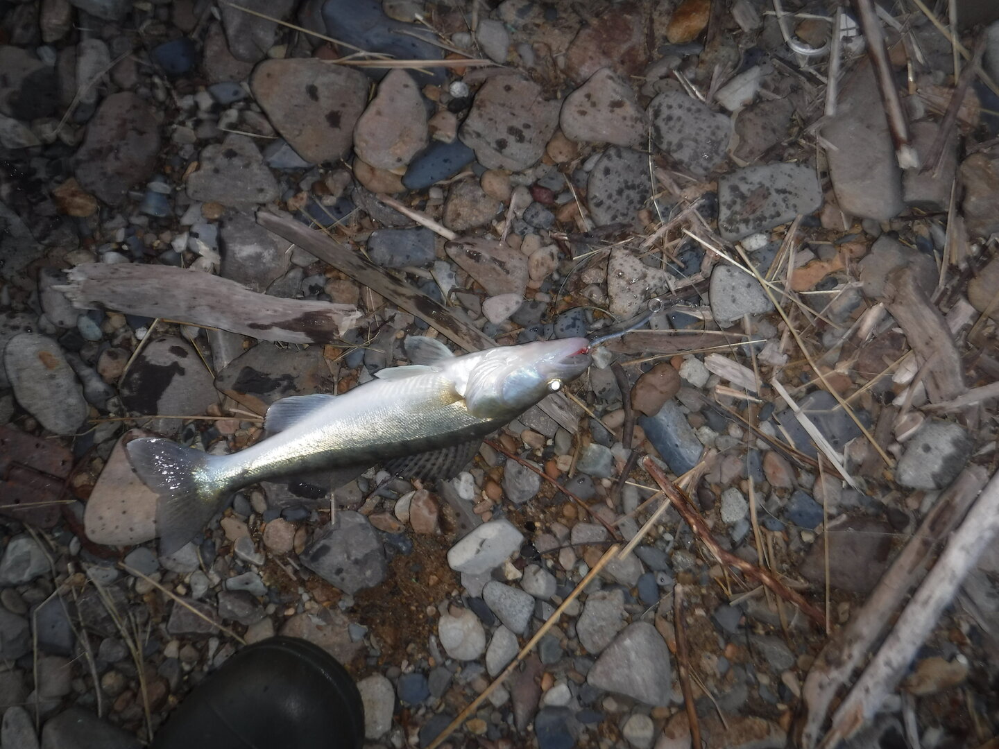 DSCF1722.JPG