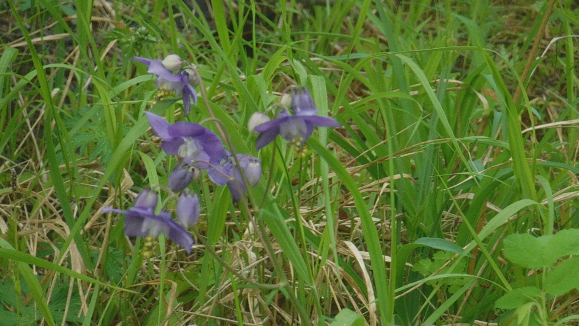 DSCF1723.JPG