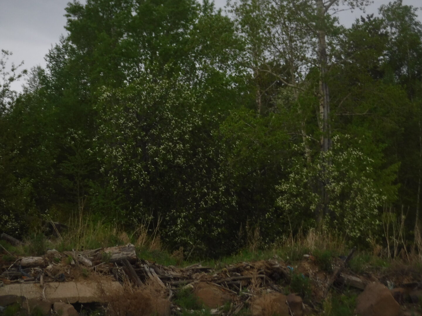 DSCF1725.JPG