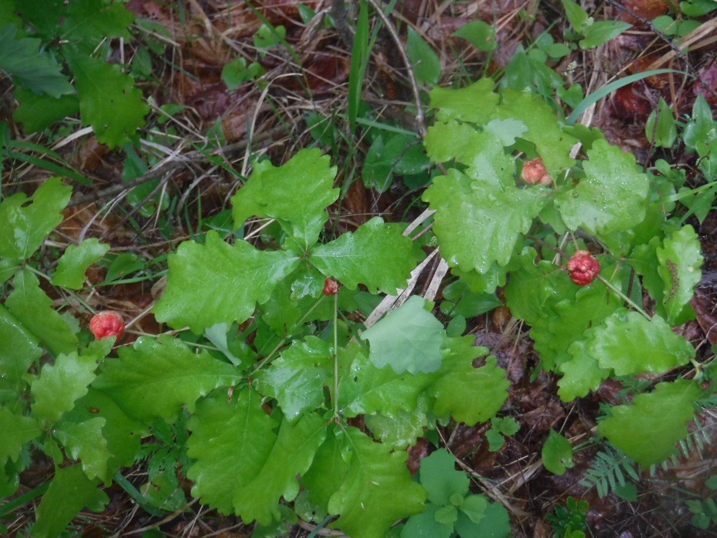 DSCF1726.JPG