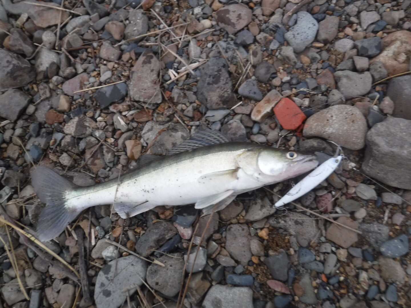 DSCF1728.JPG