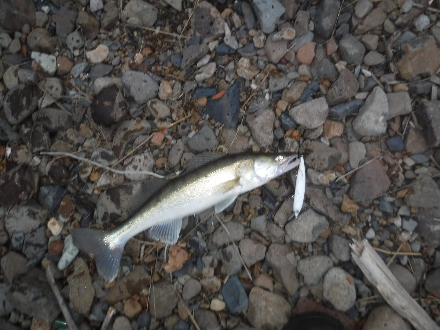 DSCF1729.JPG