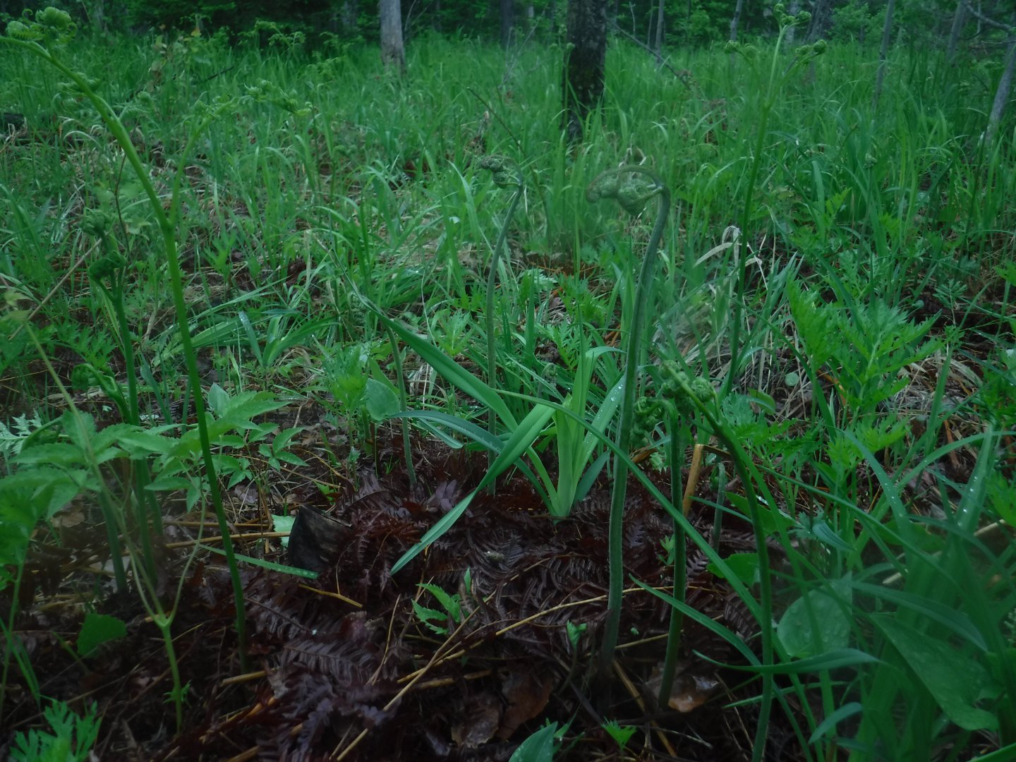 DSCF1730.JPG
