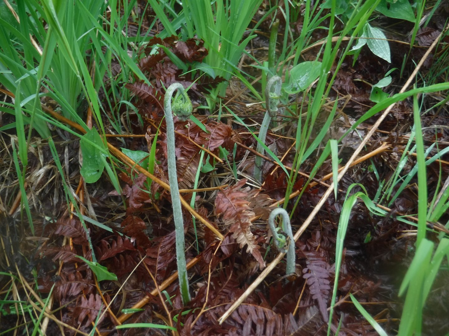 DSCF1731.JPG
