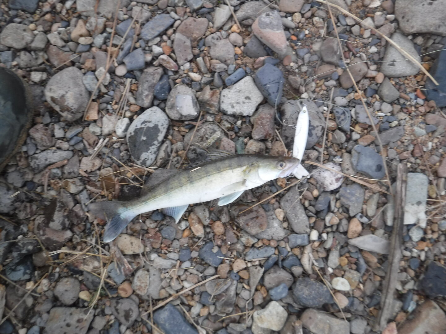 DSCF1734.JPG