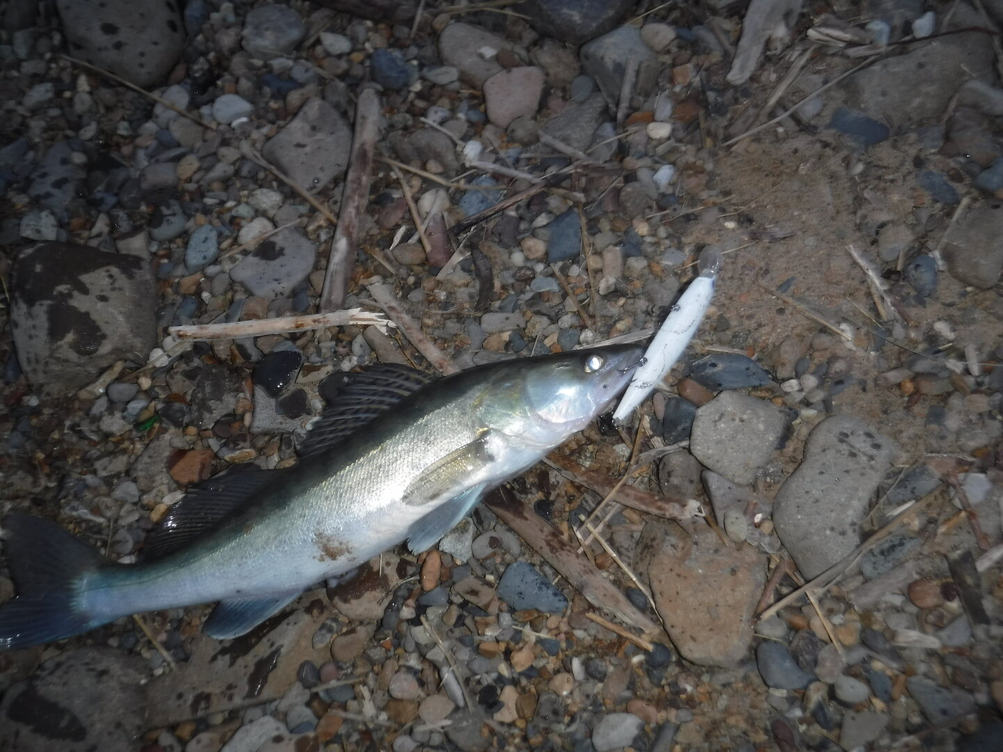 DSCF1738.JPG
