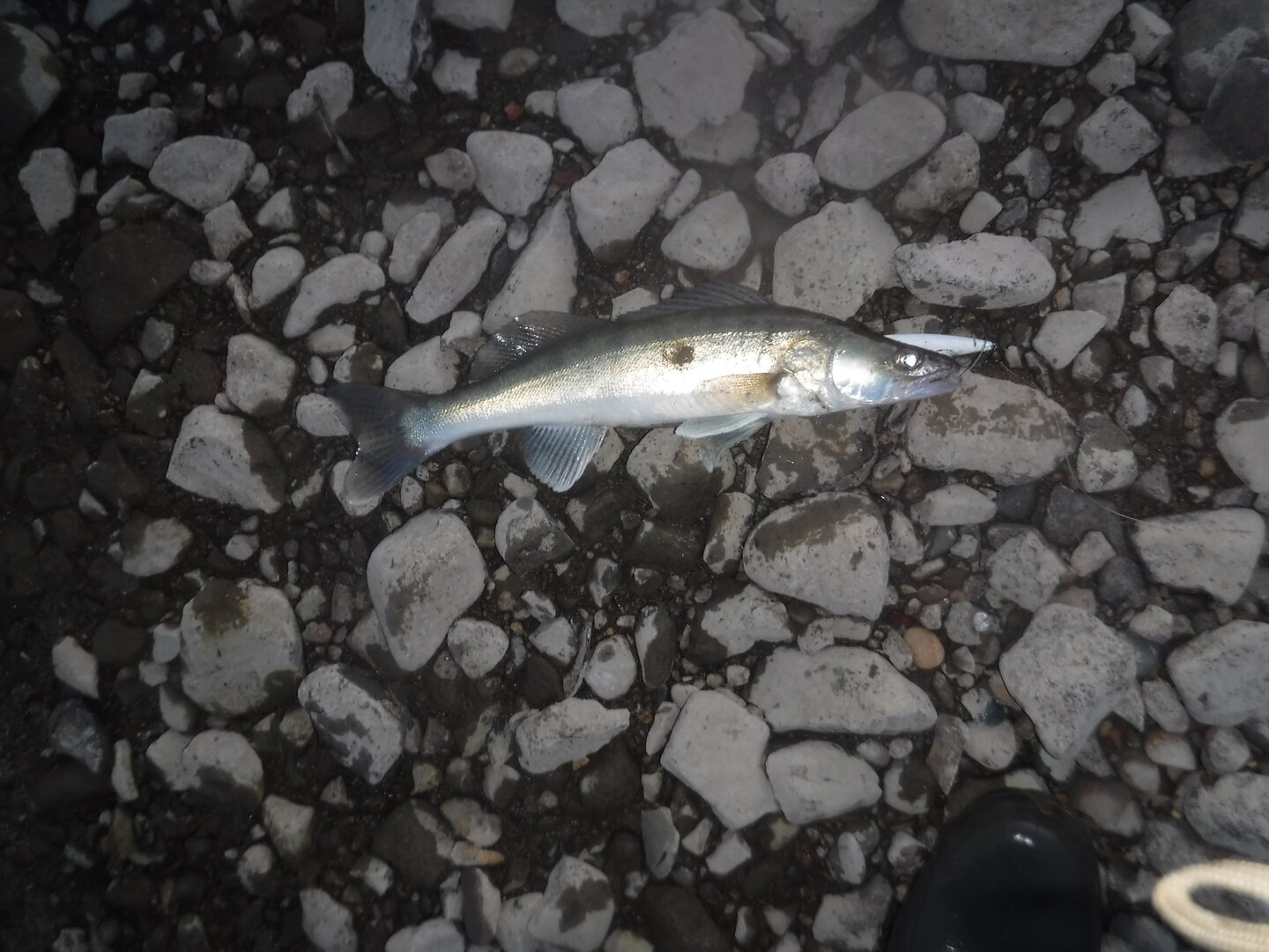 DSCF1769.JPG
