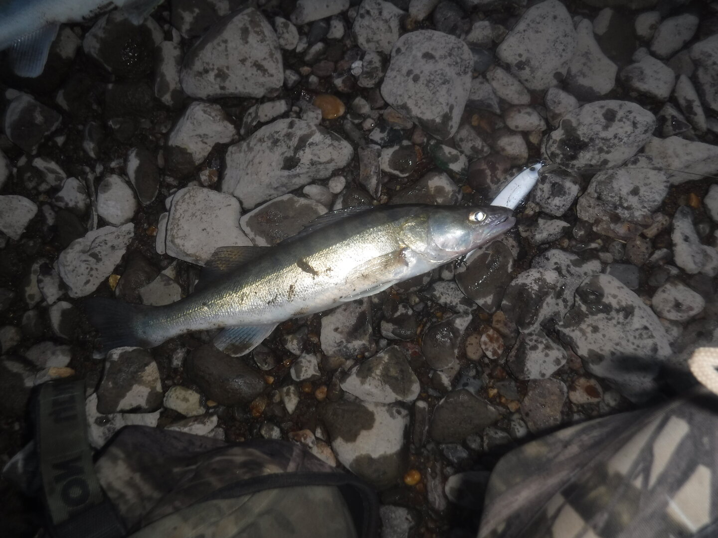 DSCF1770.JPG