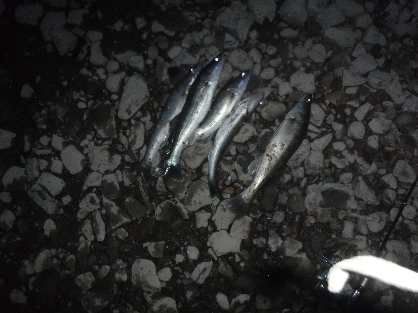 DSCF1773.JPG