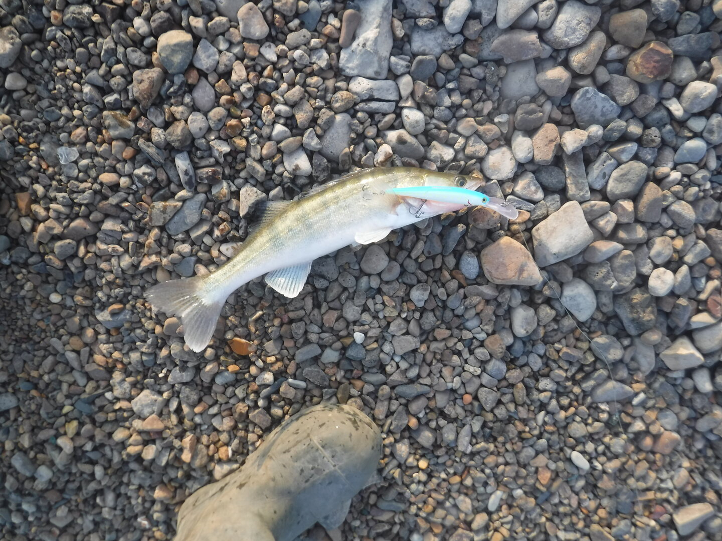 DSCF1777.JPG