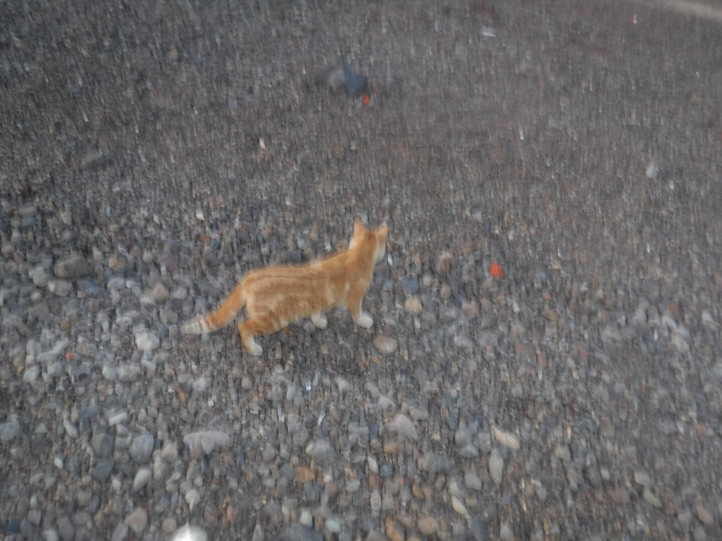 DSCF1779.JPG