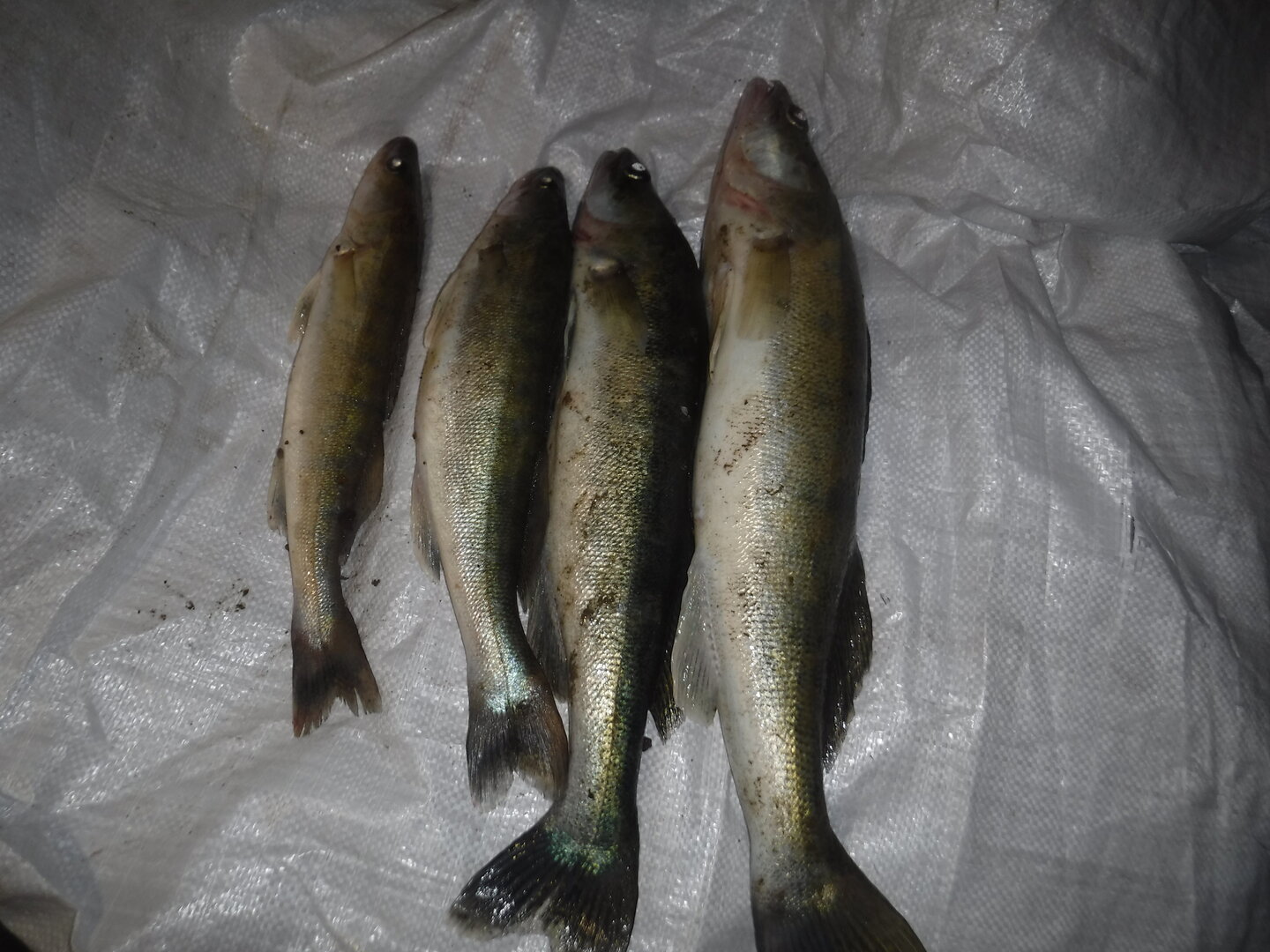DSCF1788.JPG