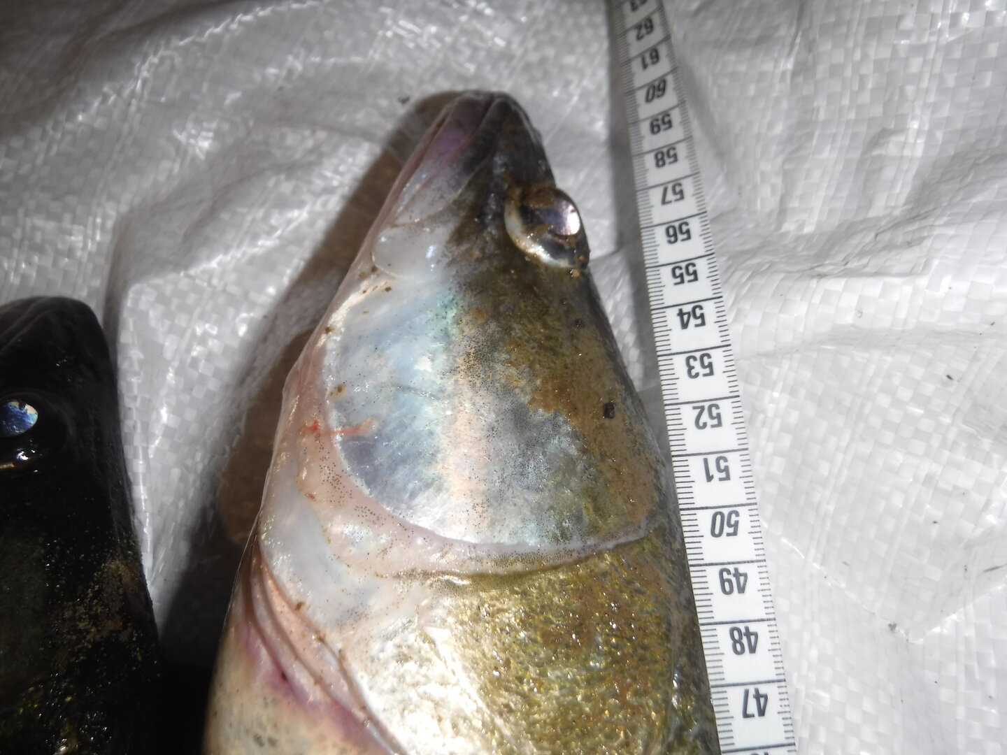 DSCF1789.JPG