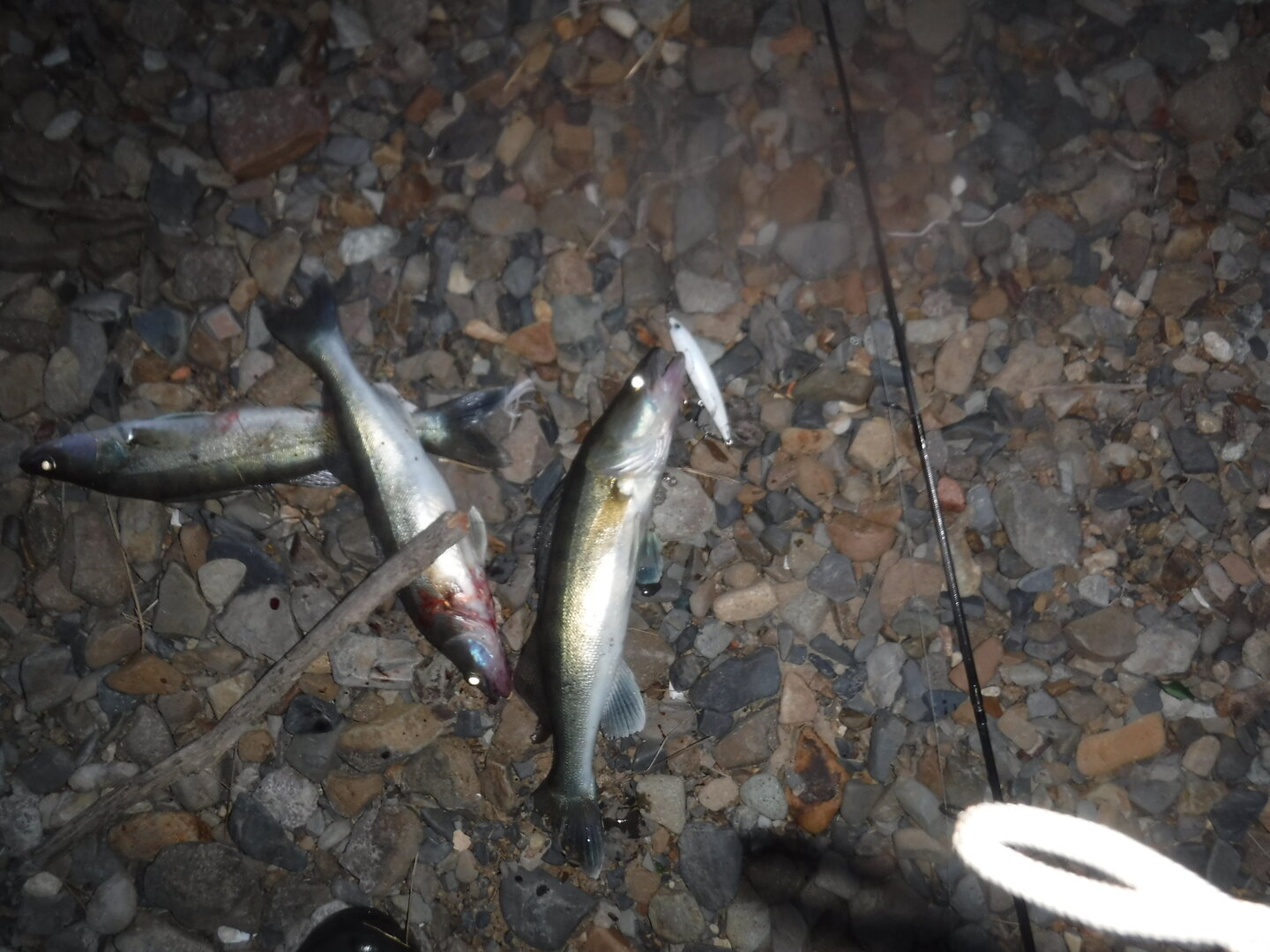 DSCF1798.JPG