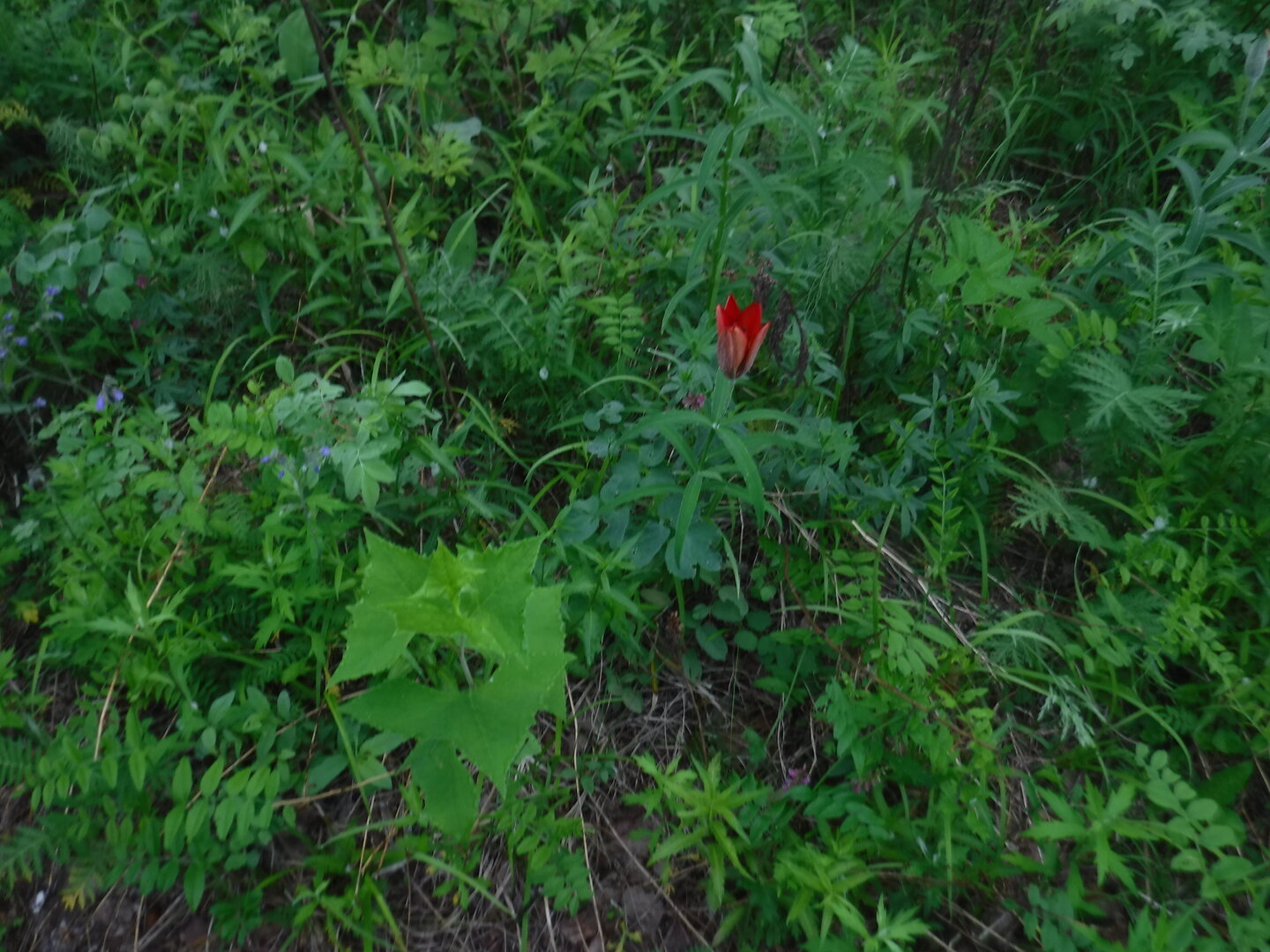 DSCF1803.JPG