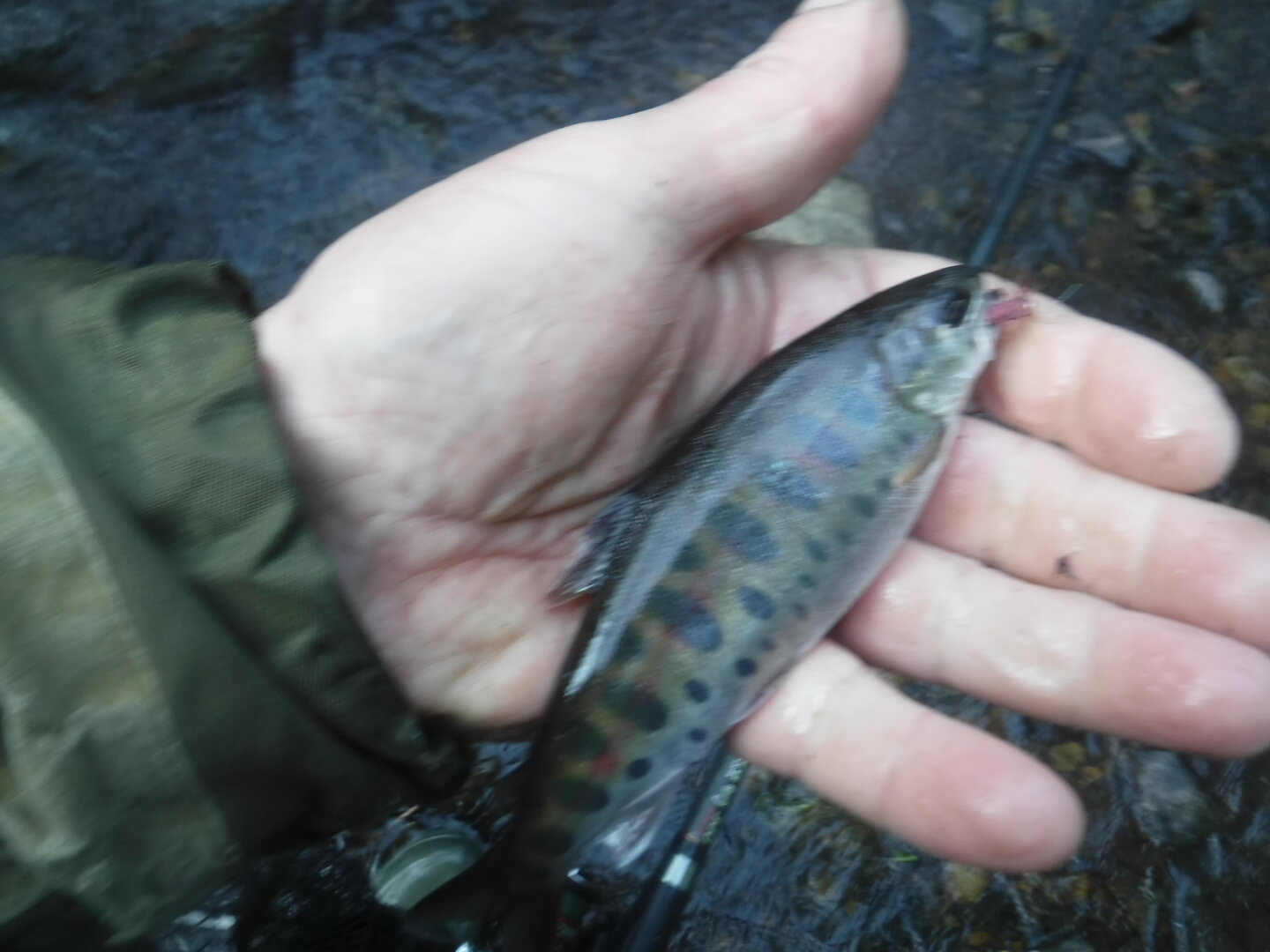 DSCF1808.JPG