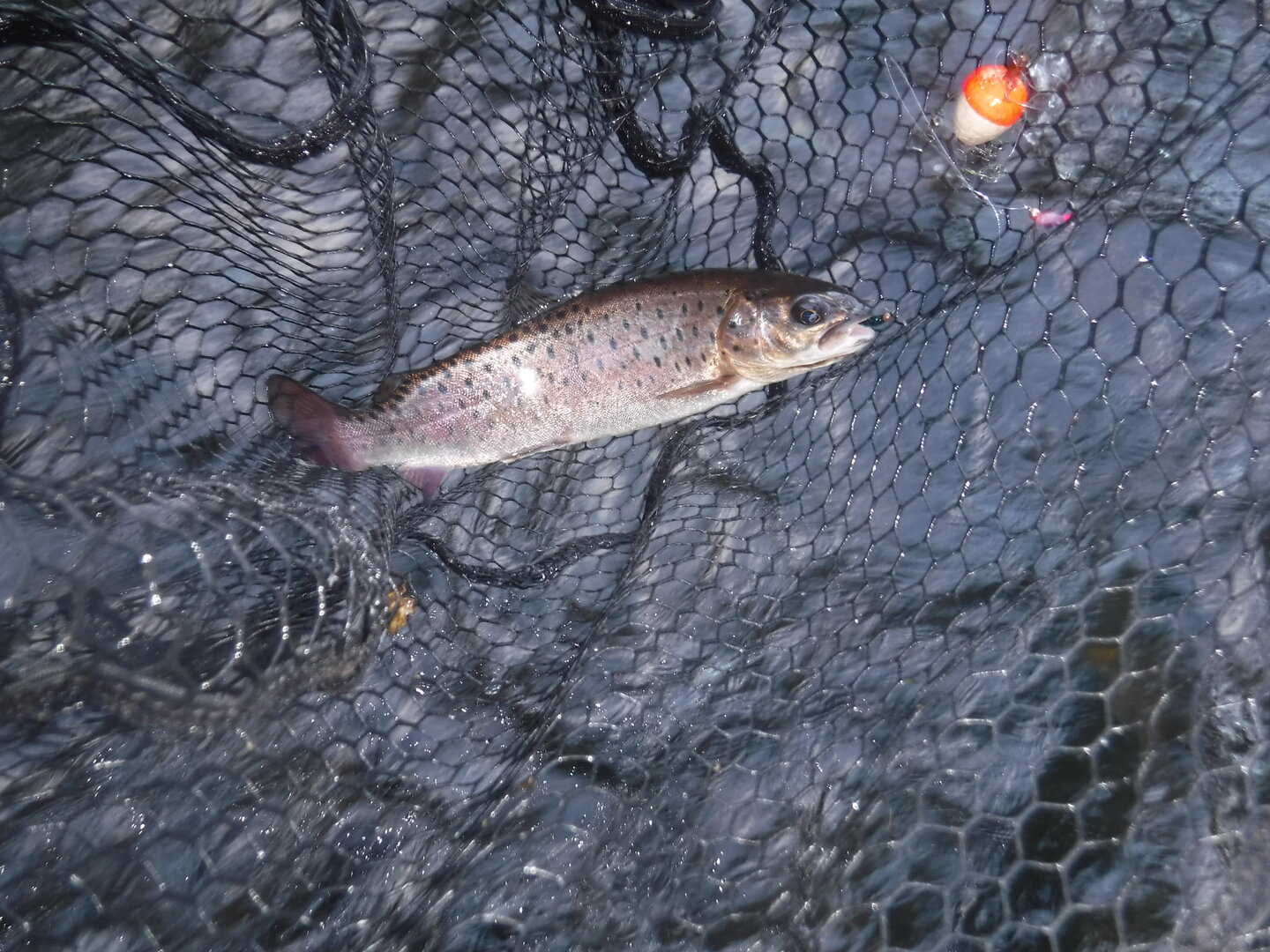 DSCF1809.JPG