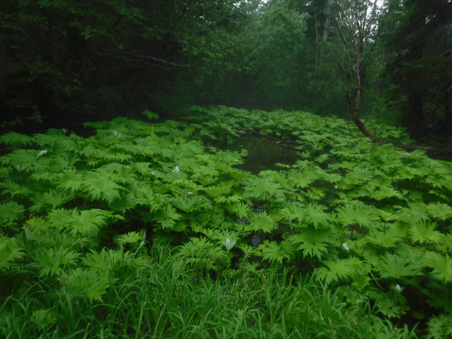 DSCF1811.JPG