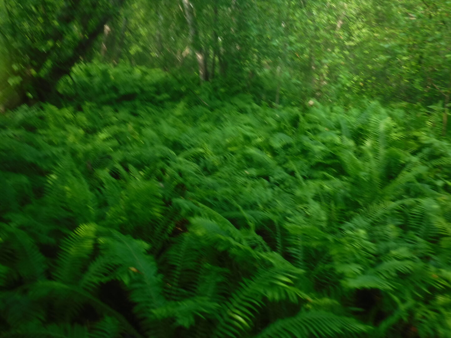 DSCF1813.JPG