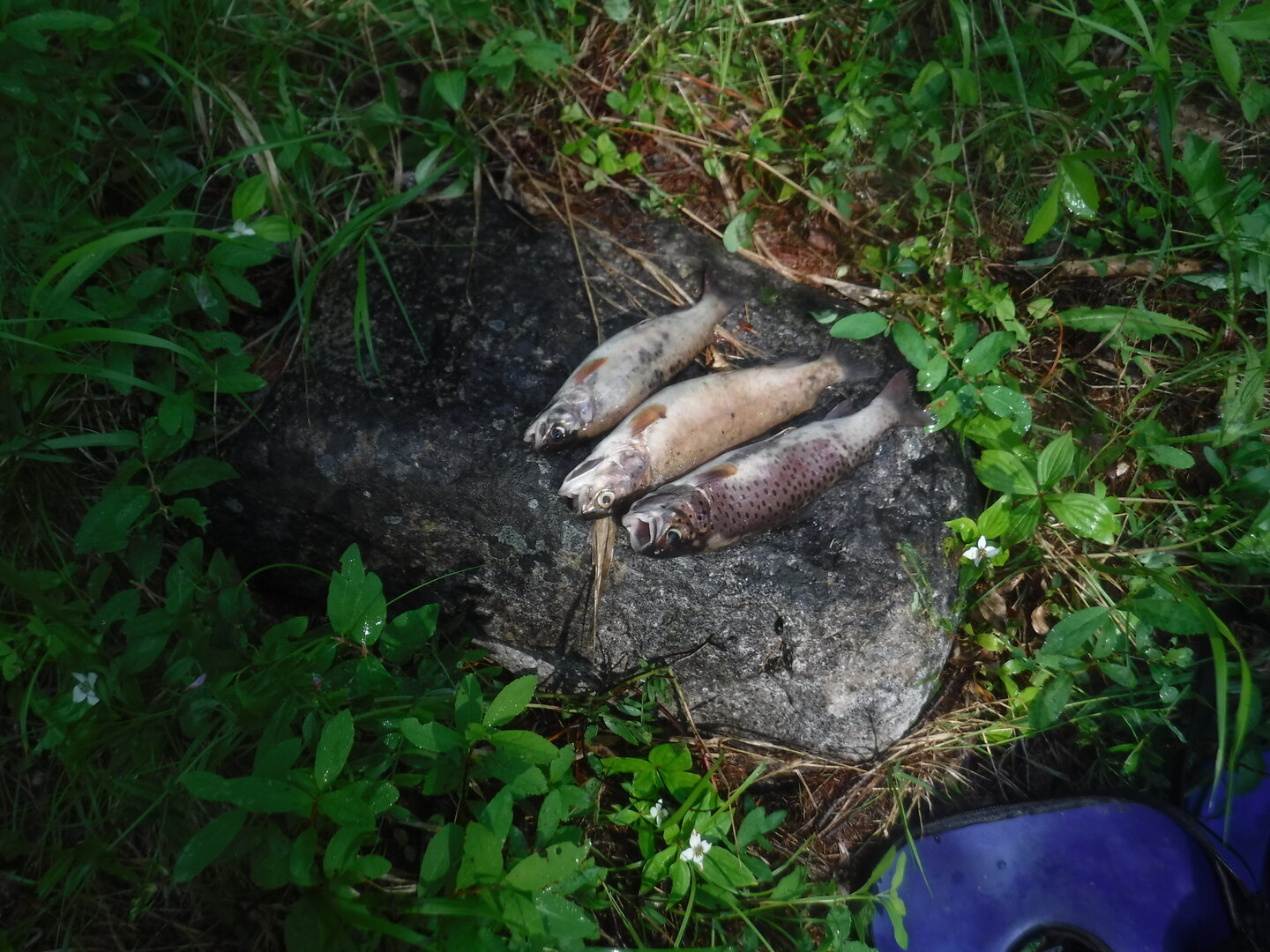 DSCF1814.JPG