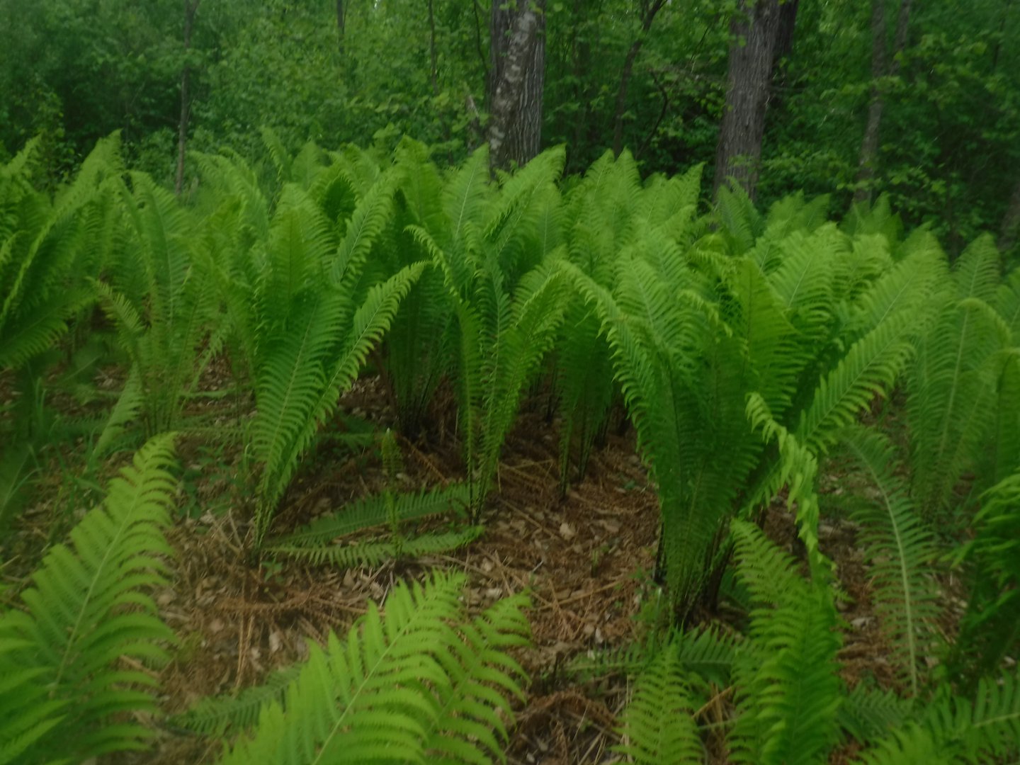 DSCF1815.JPG