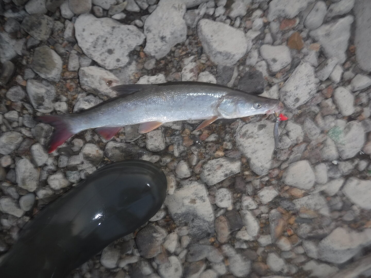 DSCF1822.JPG