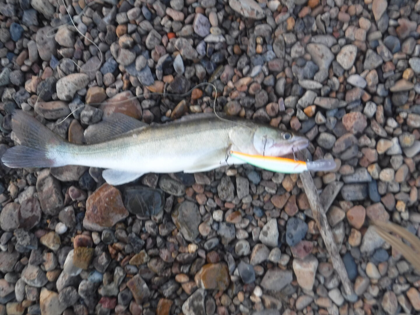 DSCF1828.JPG