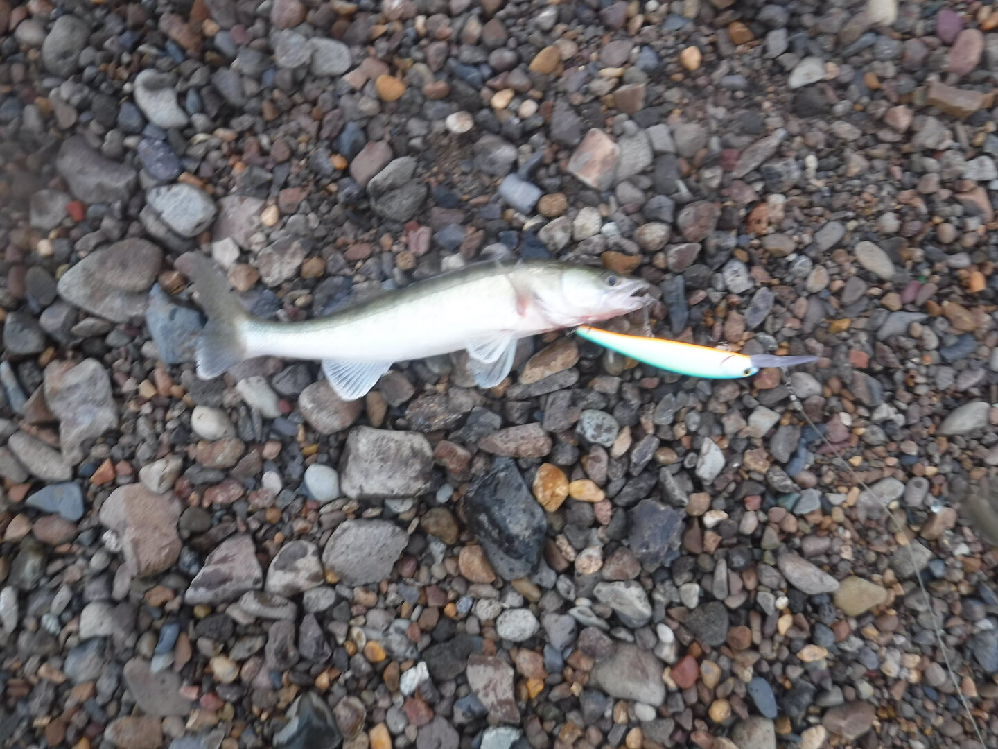DSCF1839.JPG