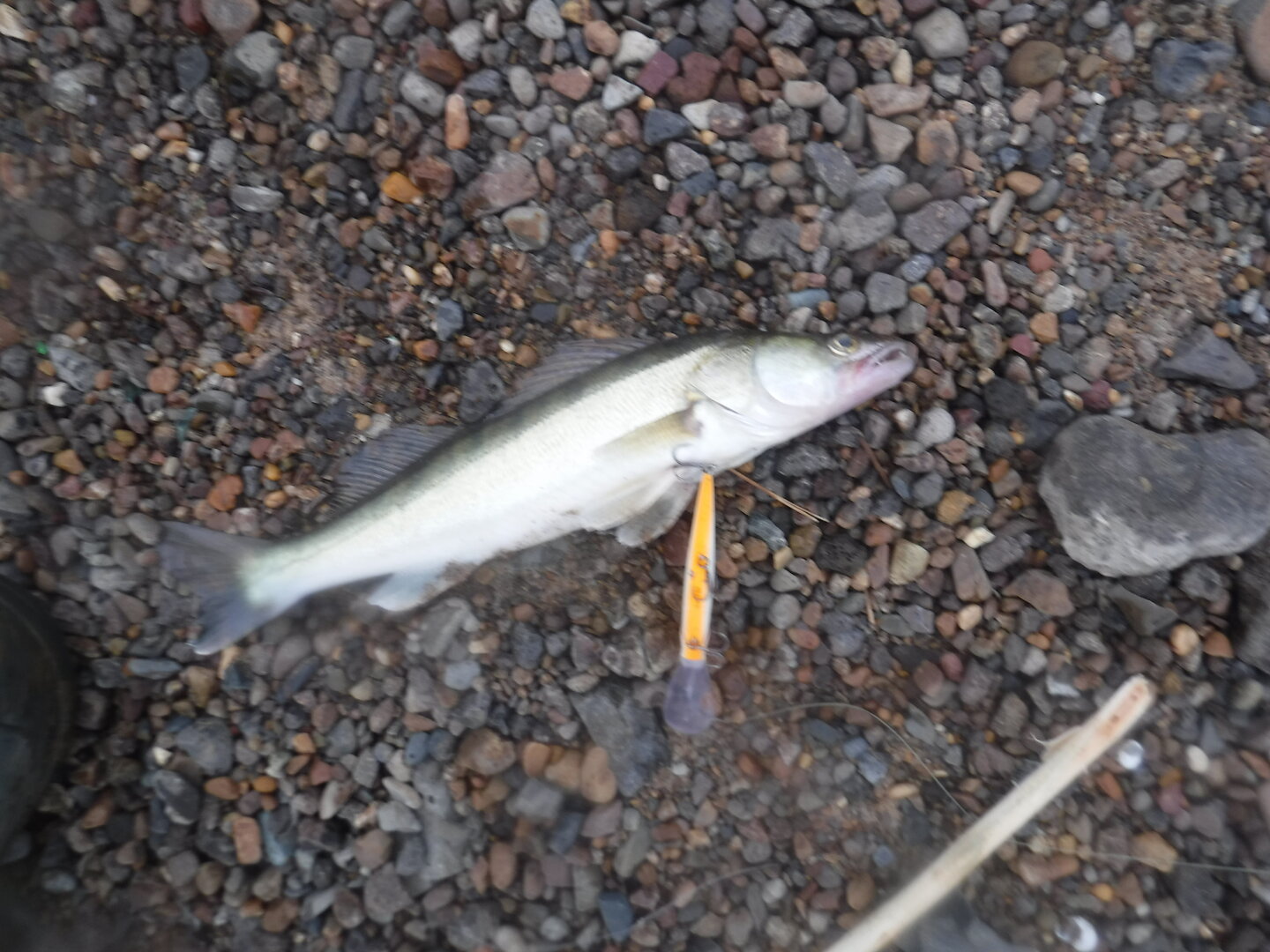 DSCF1842.JPG
