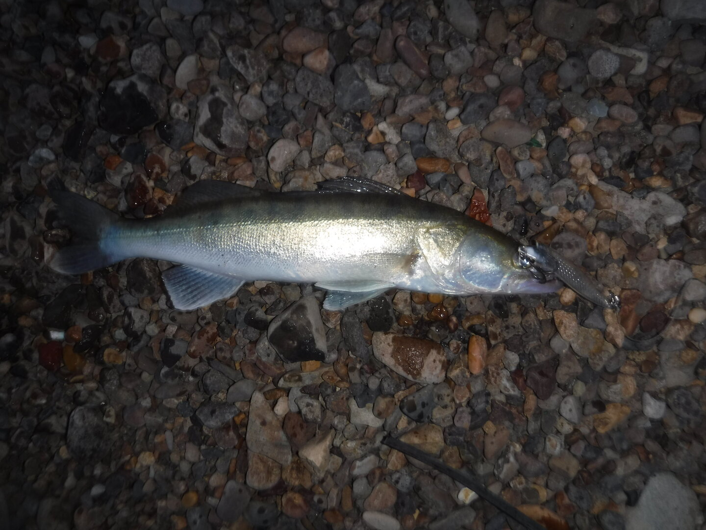 DSCF1852.JPG