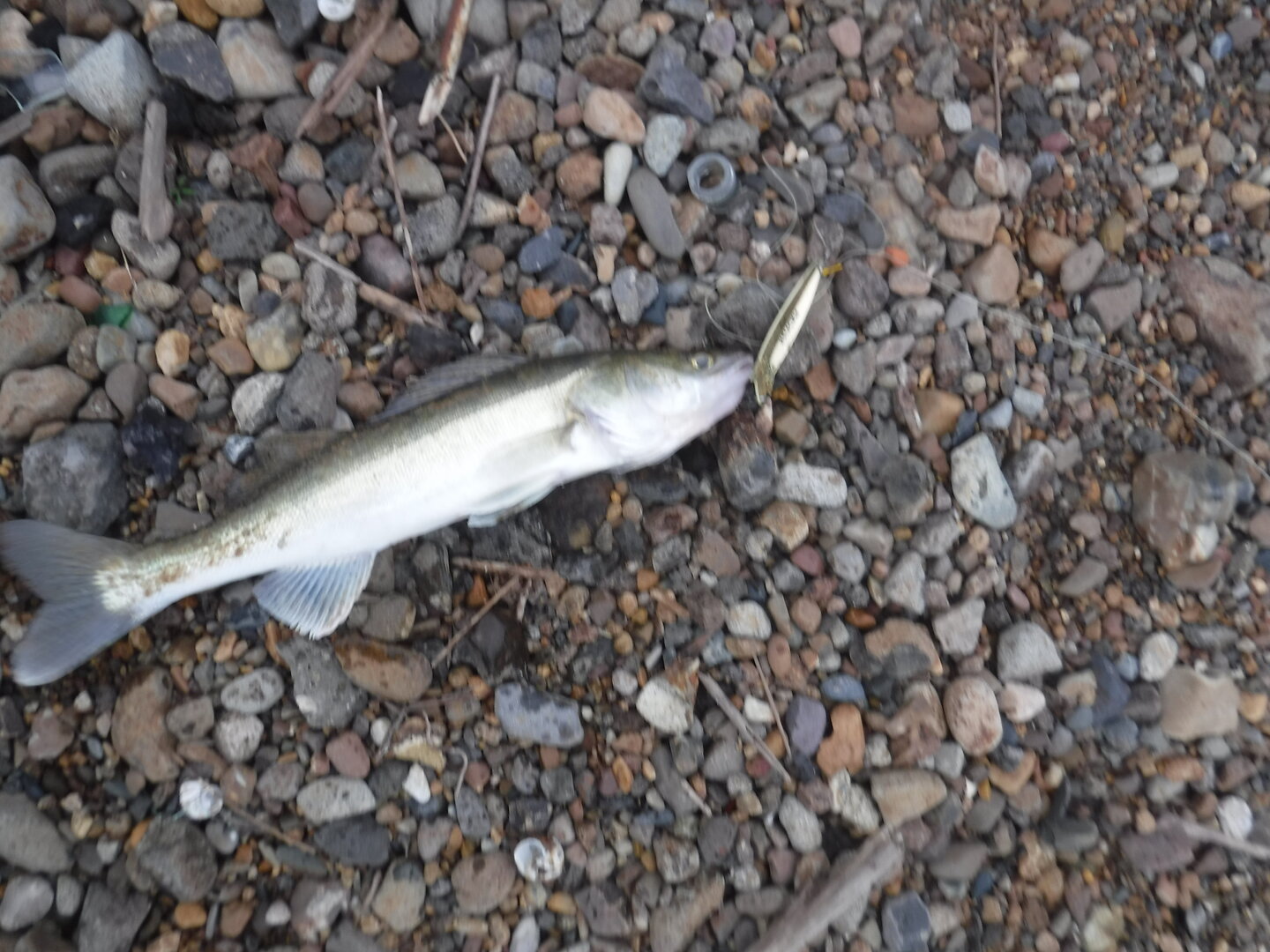 DSCF1867.JPG