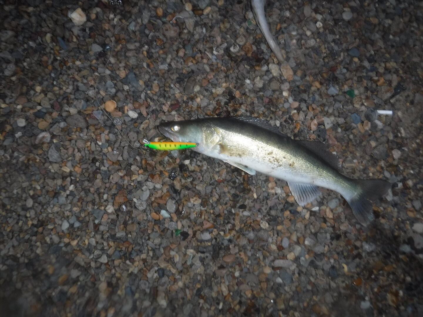 DSCF1868.JPG