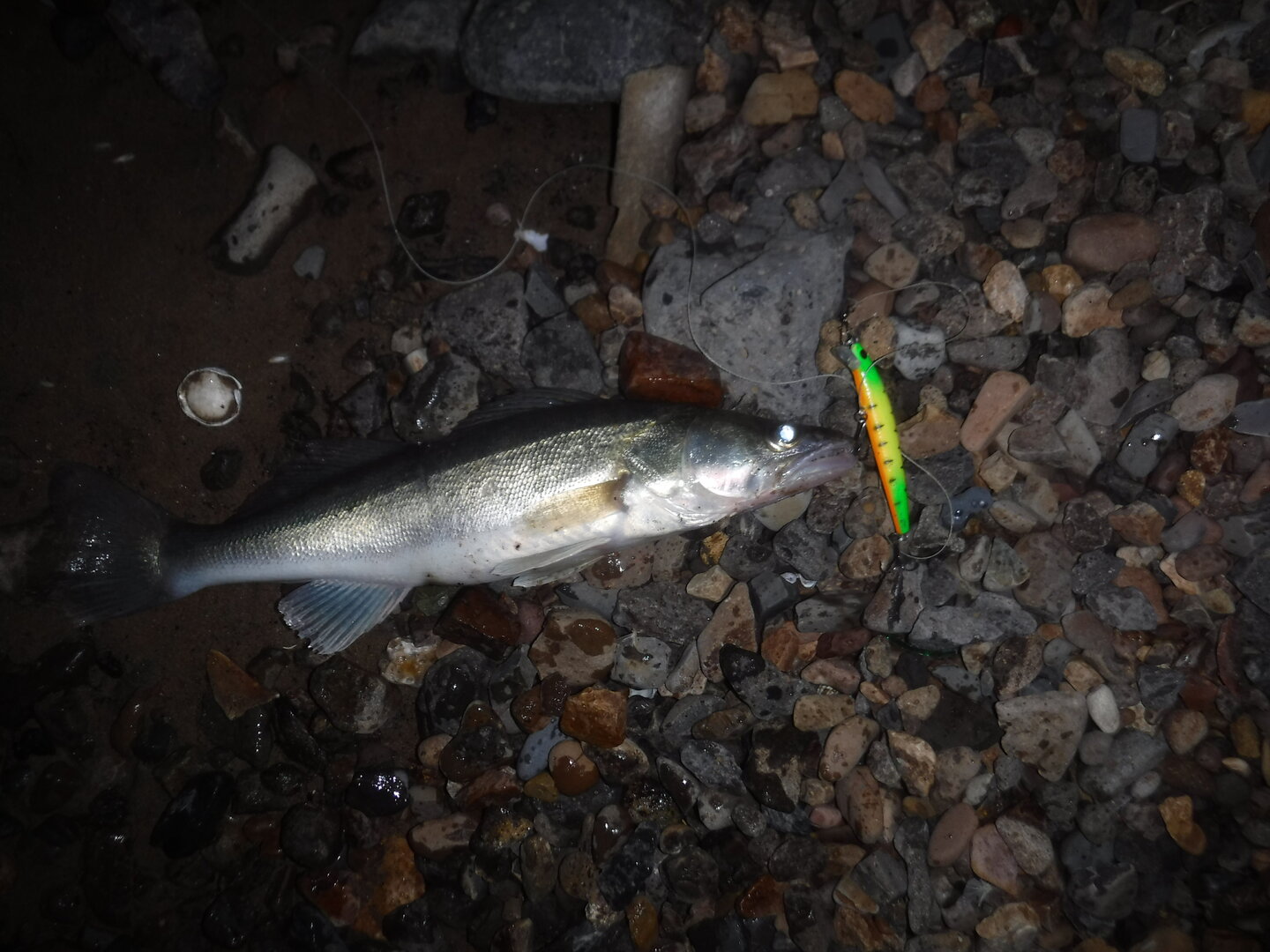 DSCF1869.JPG
